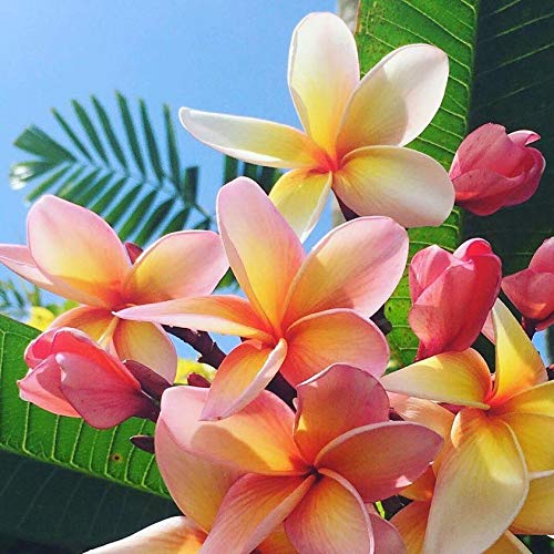 Pure Fiji Spa Gifts for Women and Man - Body Gift Box Include: Sugar Scrub , Bath and Body Oil, Body Butter and Body Lotion, Scent Frangipani