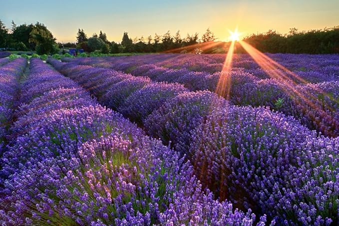 Organic Miracle Body Balm, Lavender, 2 Fluid Ounce